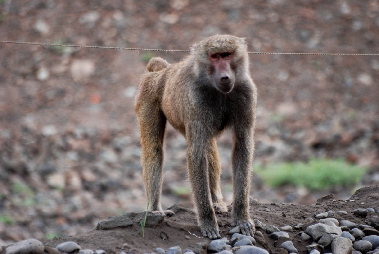 Hamadryas Baboon near Awash, 13/10/14