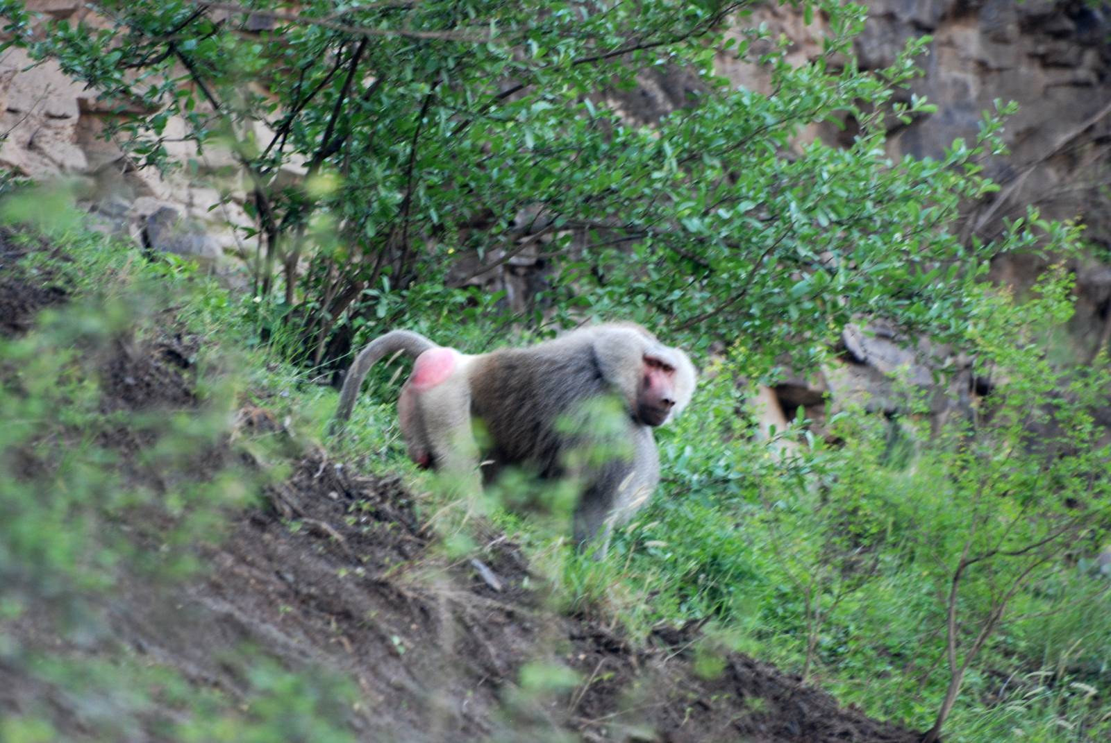 Hamadryas Baboon near Awash, 13/10/14