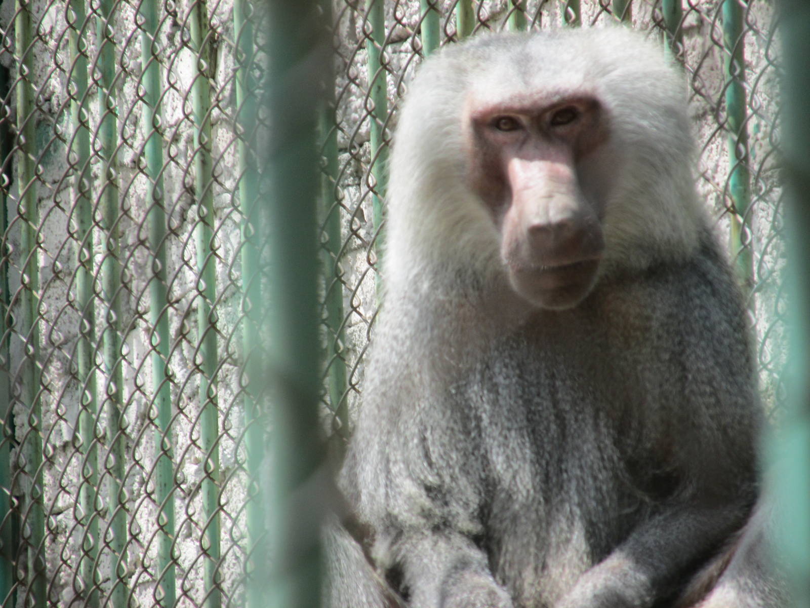 hamadryas baboon neza zoo