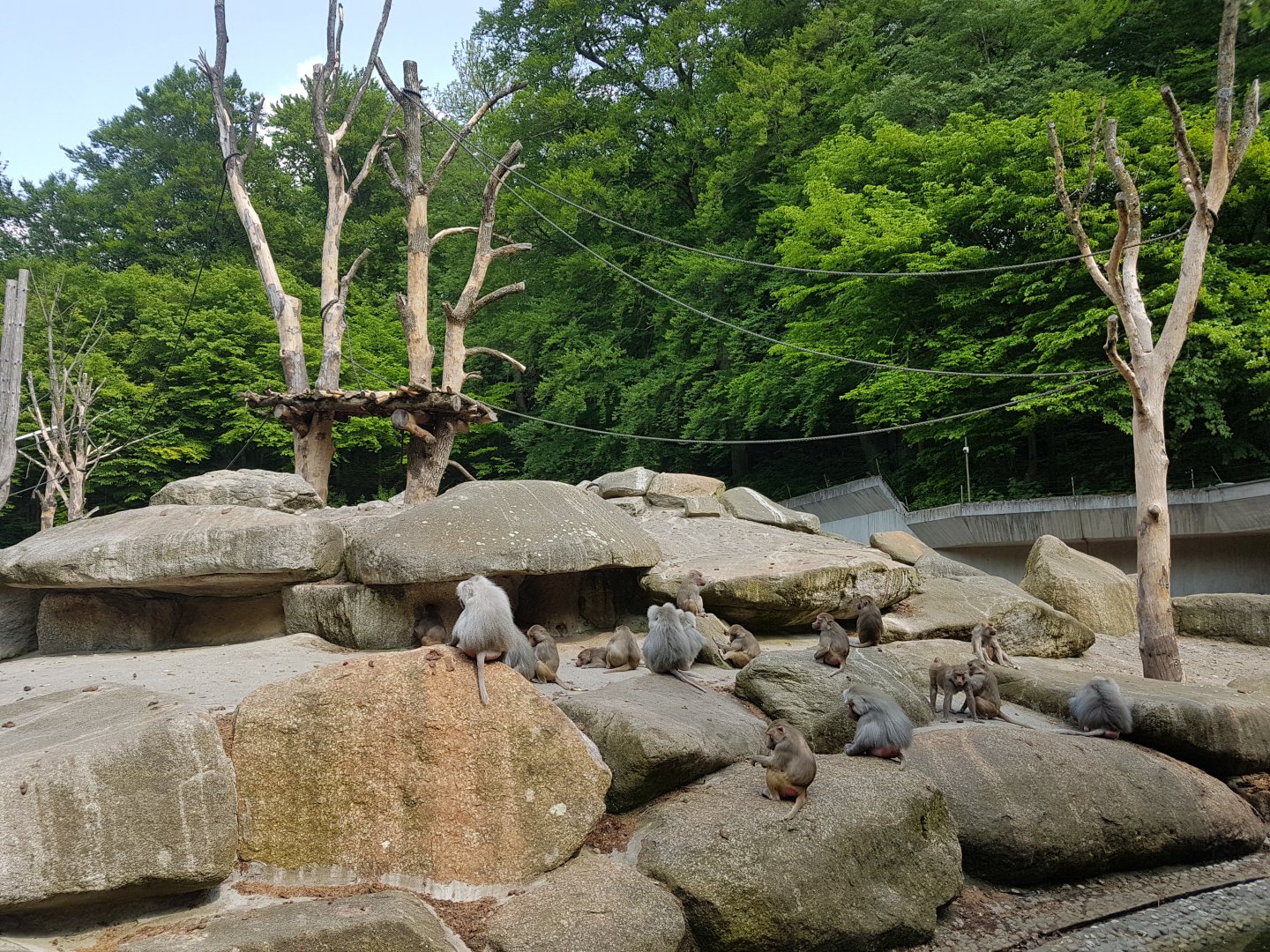 Hamadryas Baboon Outdoor Exhibit