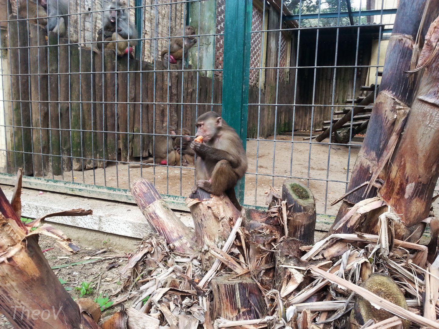 Hamadryas baboon outside the enclosure [2014]