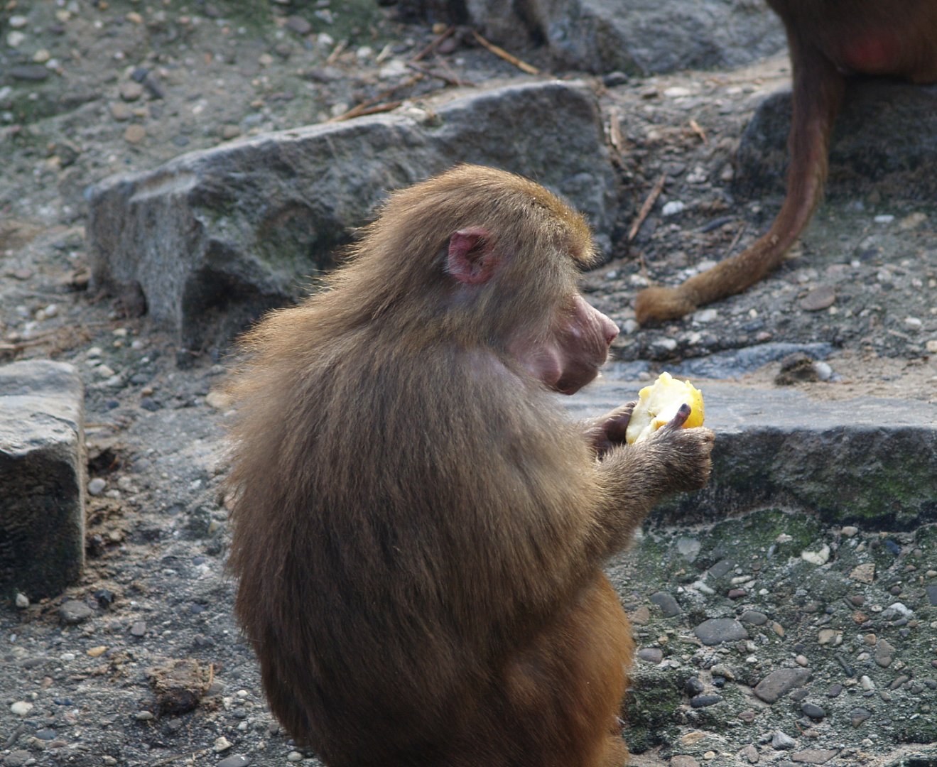 Hamadryas baboon (Papio hamadryas), 2008-03-01