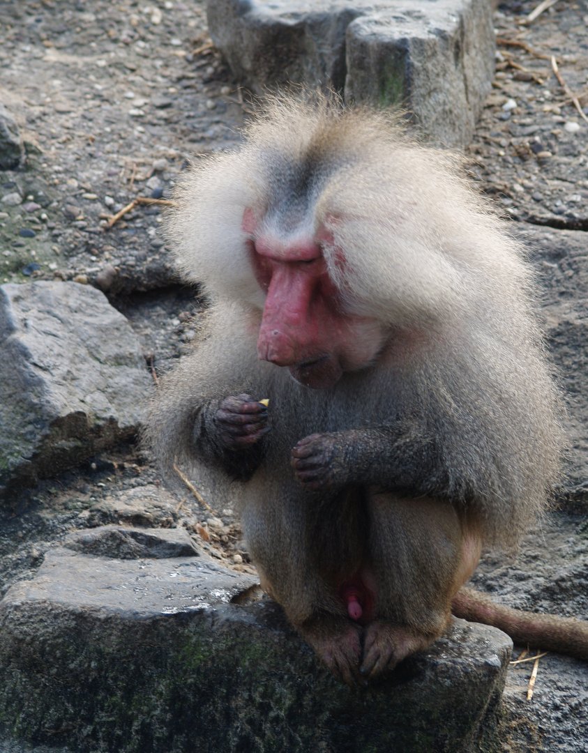 Hamadryas baboon (Papio hamadryas), 2008-03-01