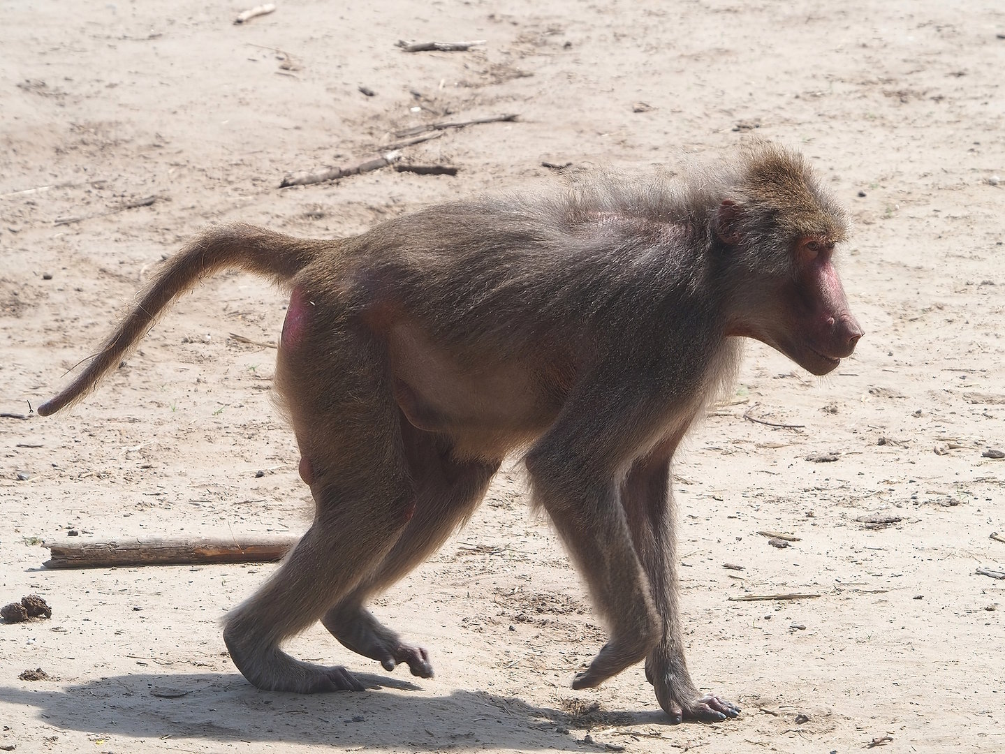 Hamadryas baboon (Papio hamadryas), 2022-06-12