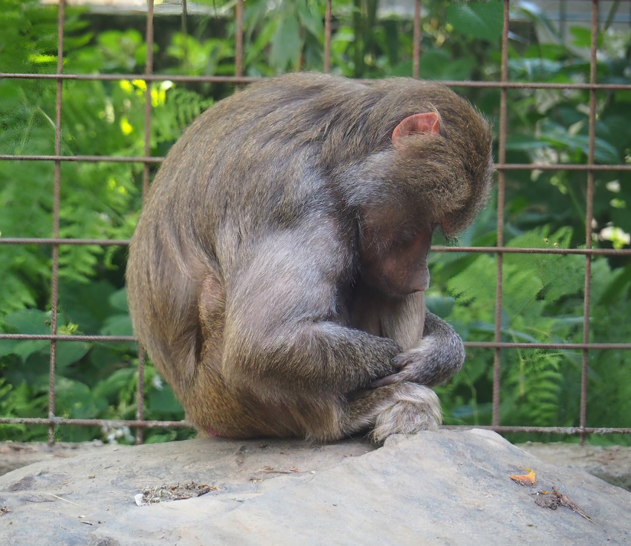 Hamadryas baboon (Papio hamadryas), 2023-06-24