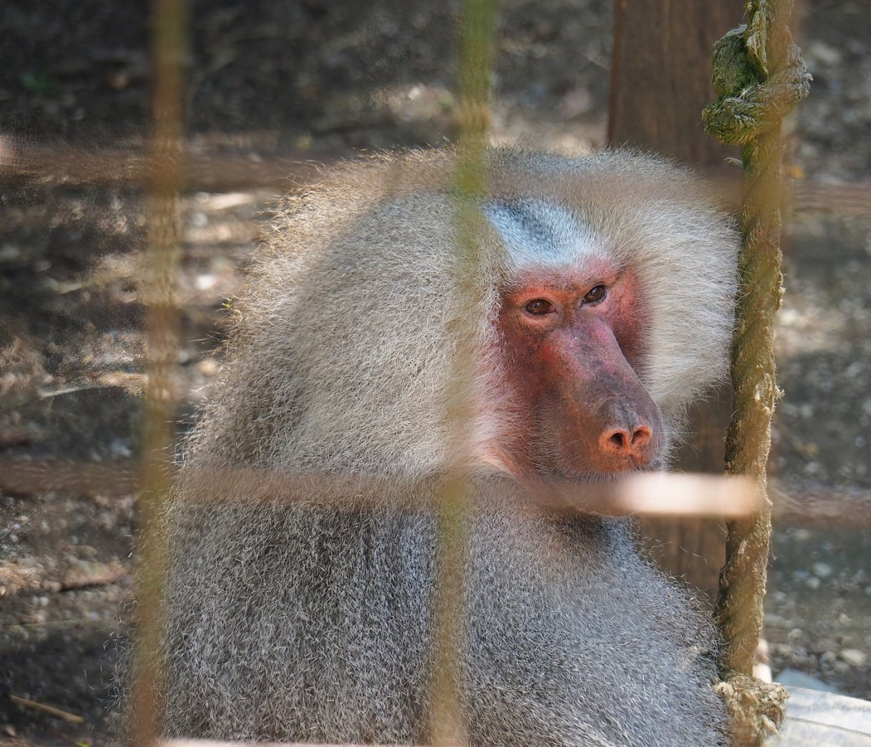 Hamadryas baboon (Papio hamadryas), 2023-06-24