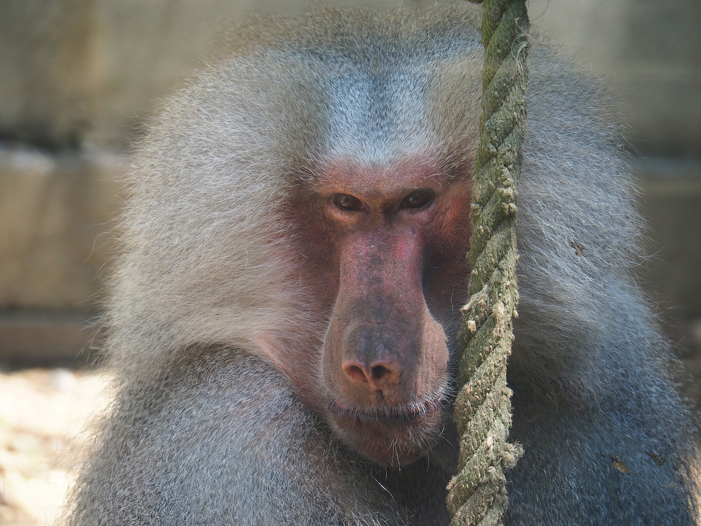 Hamadryas baboon (Papio hamadryas), 2023-06-24