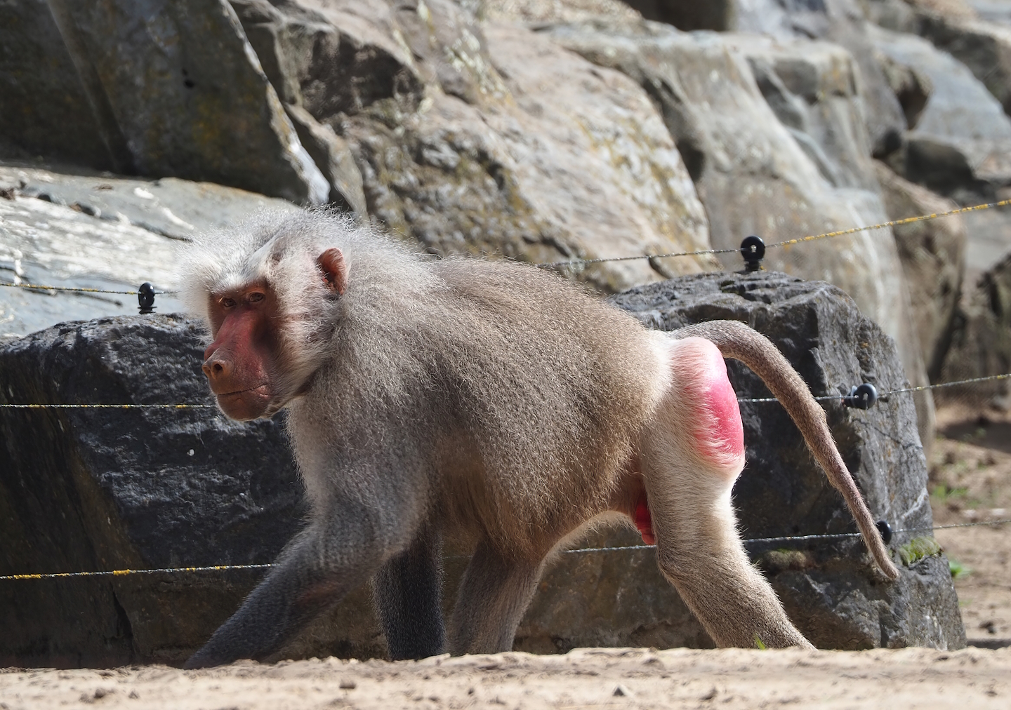 Hamadryas baboon (Papio hamadryas), 2023-08-15