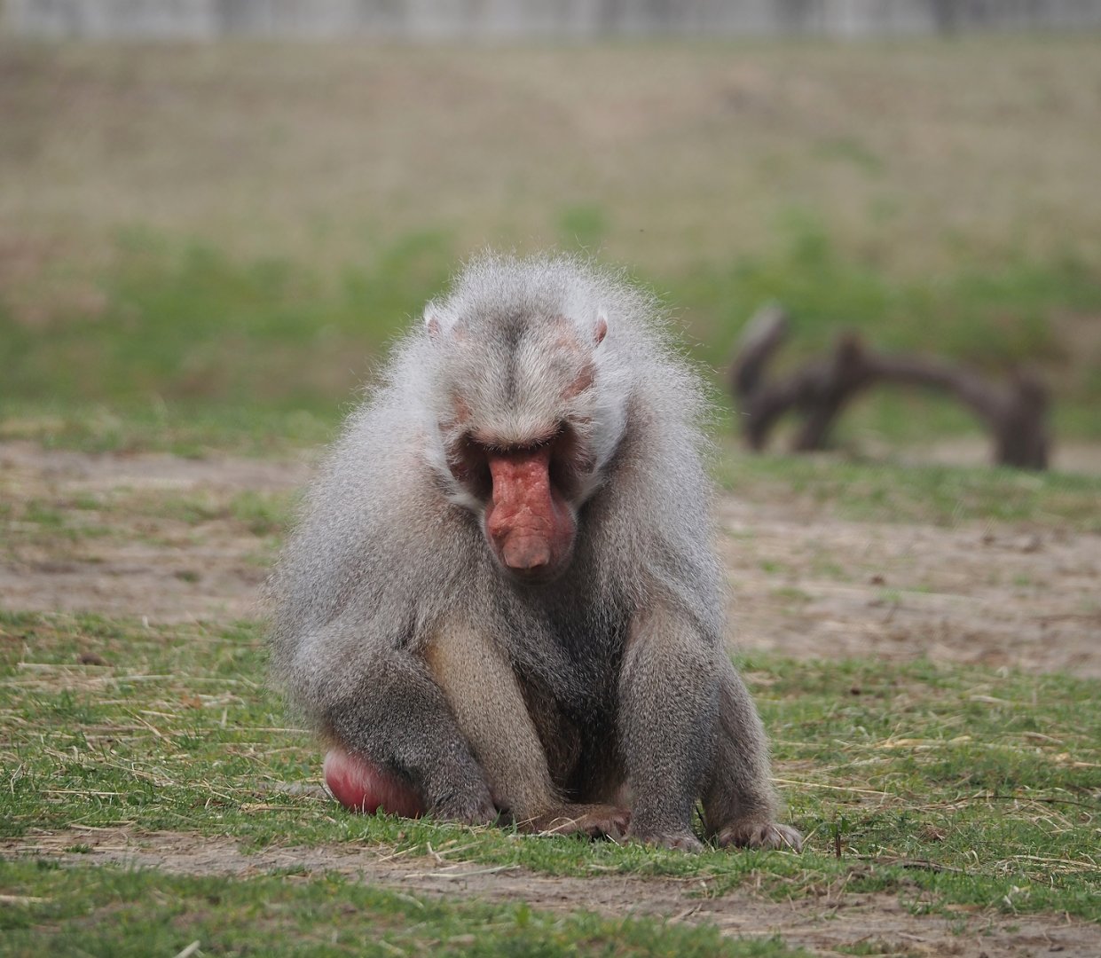 Hamadryas baboon (Papio hamadryas), 2024-04-06