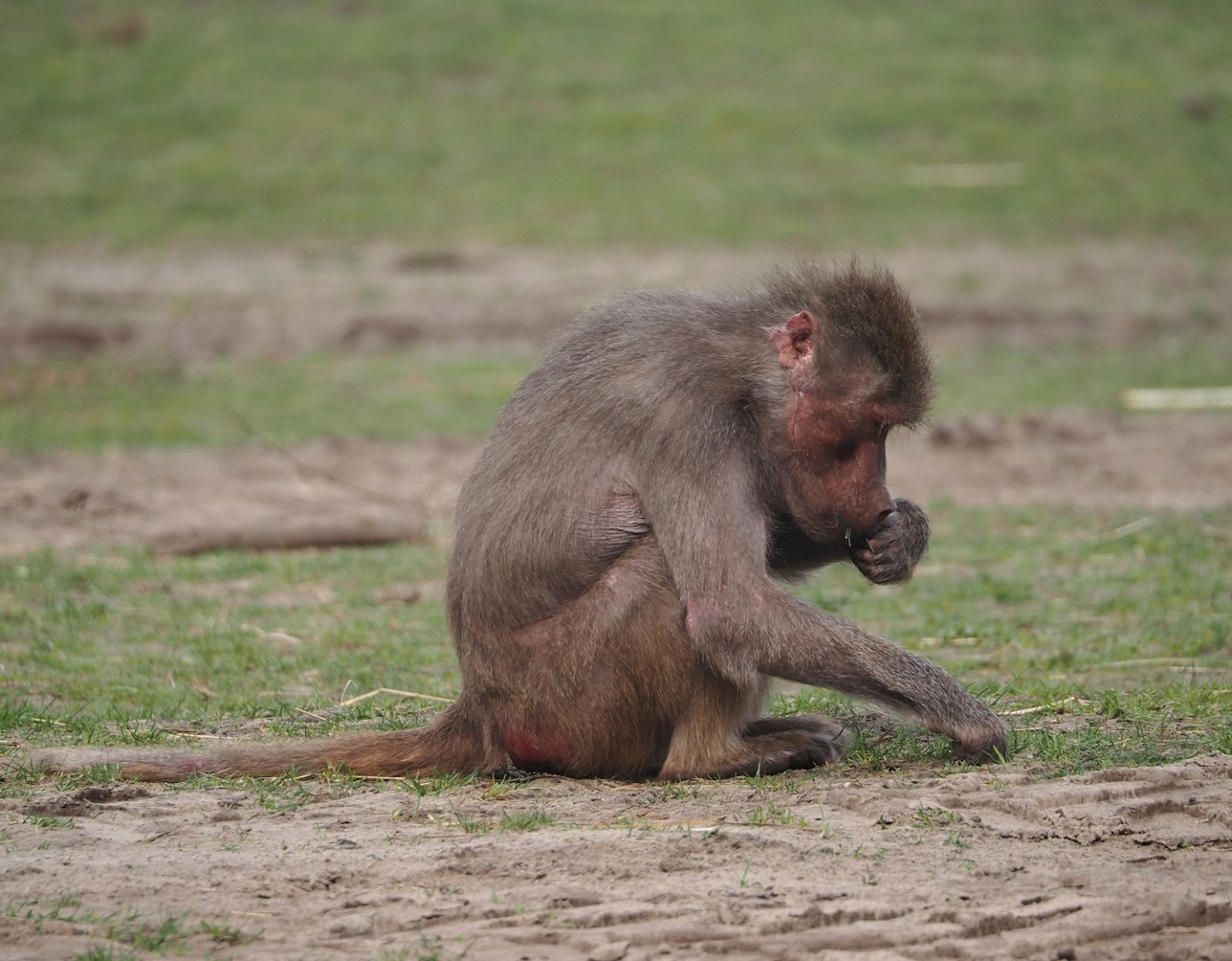 Hamadryas baboon (Papio hamadryas), 2024-04-06