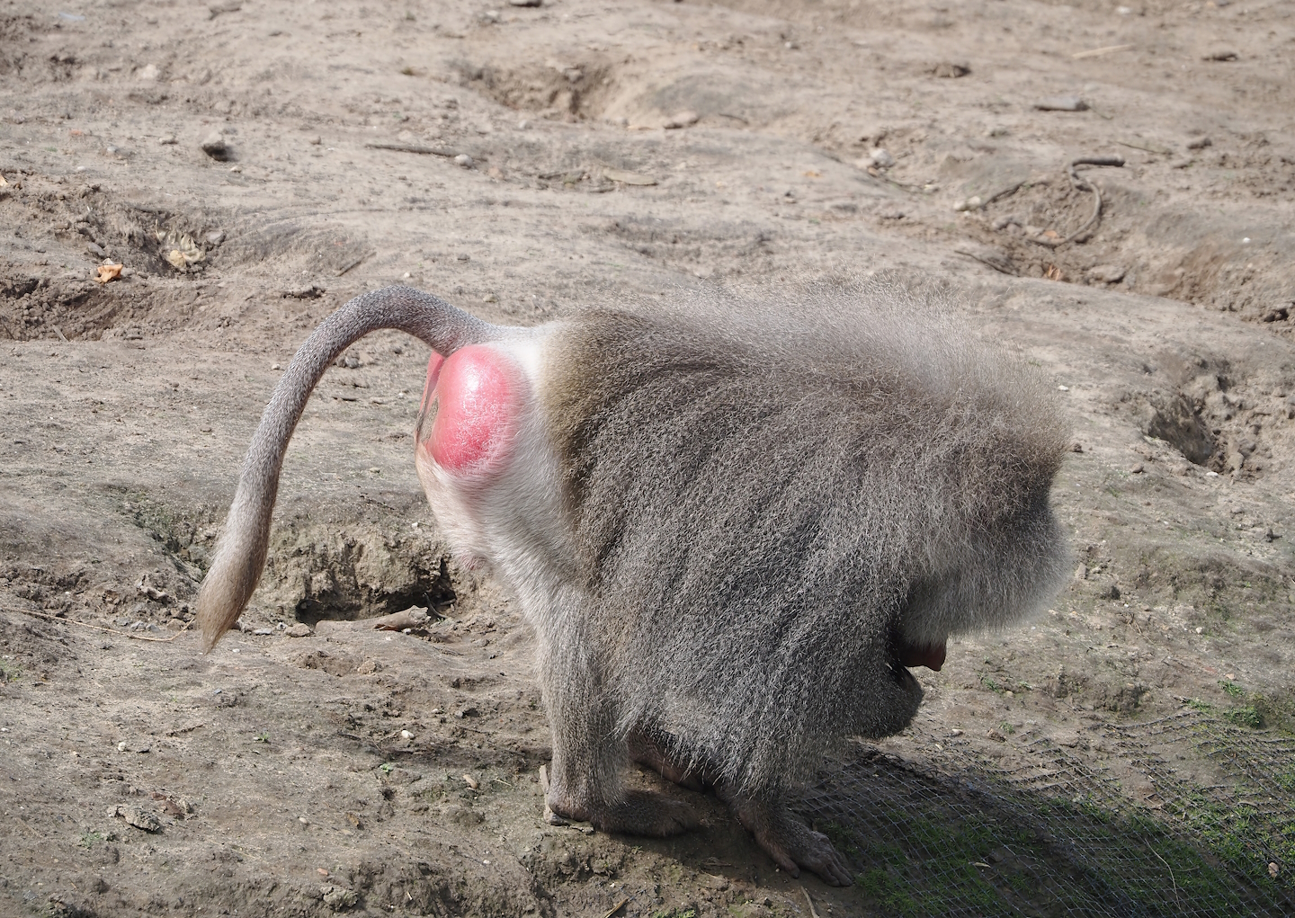 Hamadryas baboon (Papio hamadryas), 2024-04-06