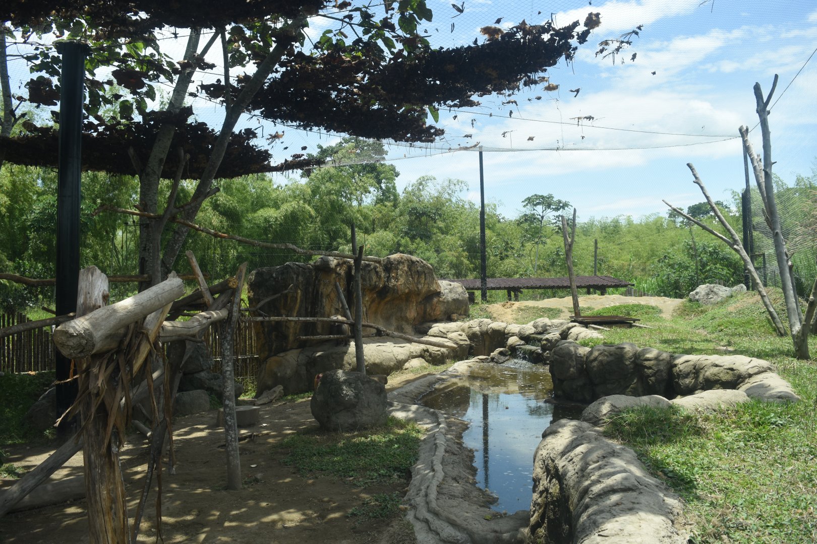 Hamadryas baboon (Papio hamadryas) exhibit