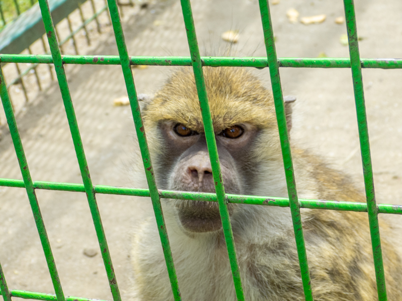 hamadryas baboon (Papio hamadryas) hybrid