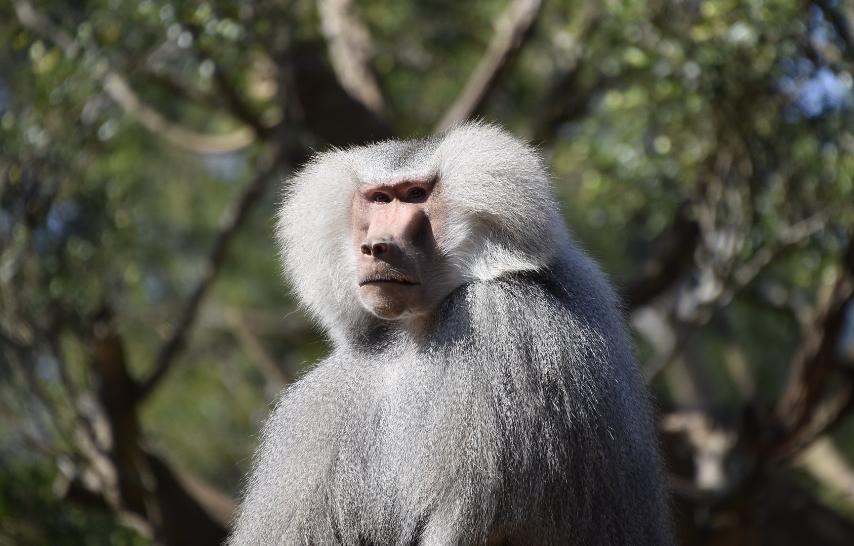 Hamadryas Baboon (Papio hamadryas) male