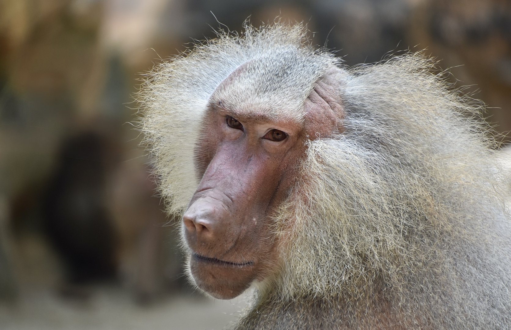 Hamadryas Baboon (Papio hamadryas) male