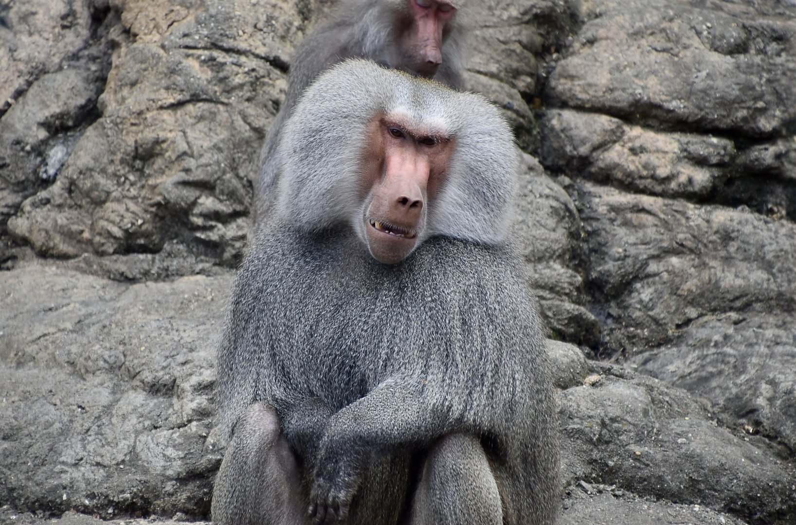 Hamadryas Baboon (Papio hamadryas) pair grooming