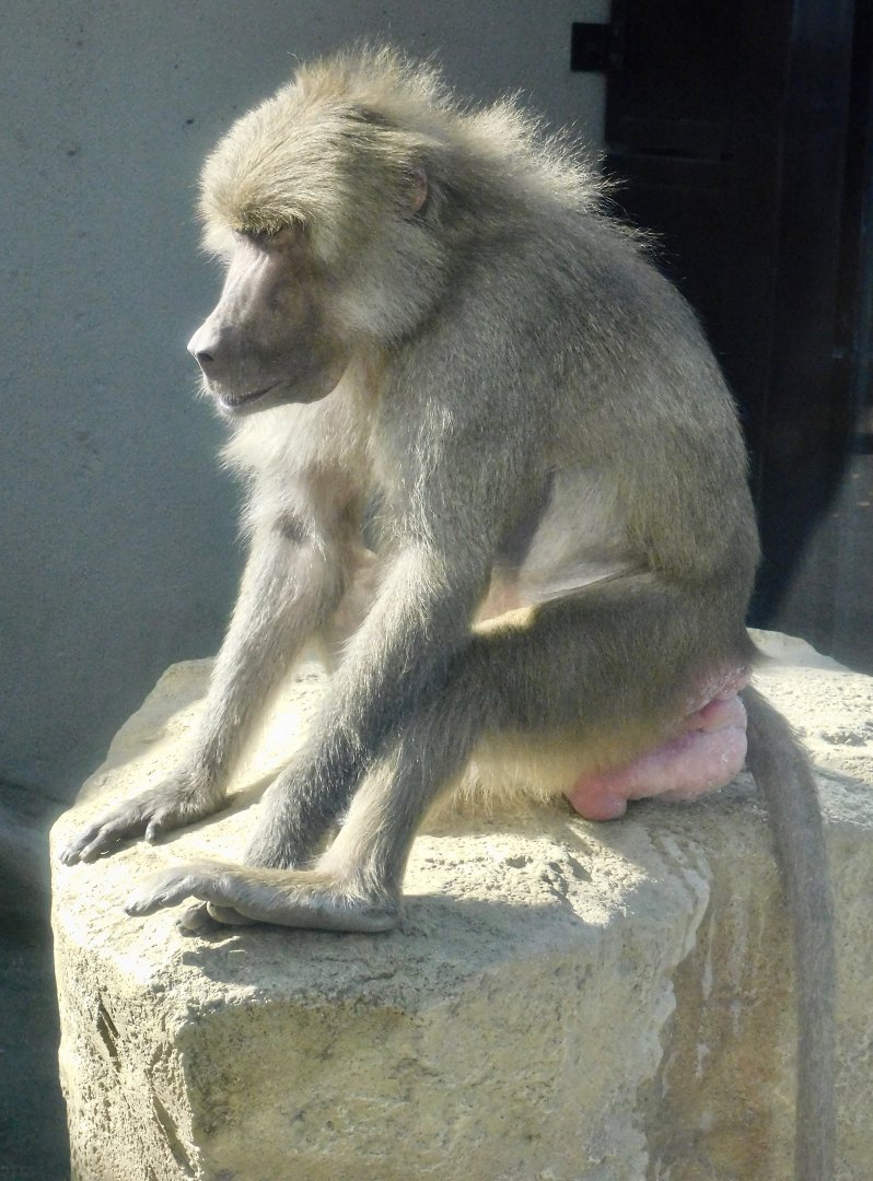 Hamadryas Baboon (Papio hamadryas) - Tobu Zoo November 15, 2025