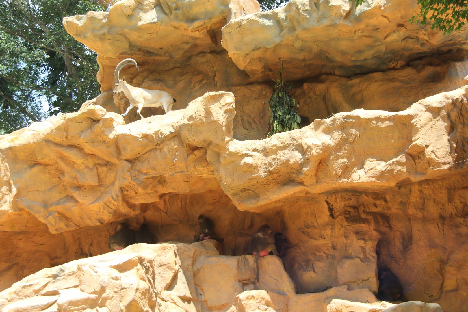 hamadryas baboon (Papio hamadryas) with Nubian ibex (Capra nubiana)