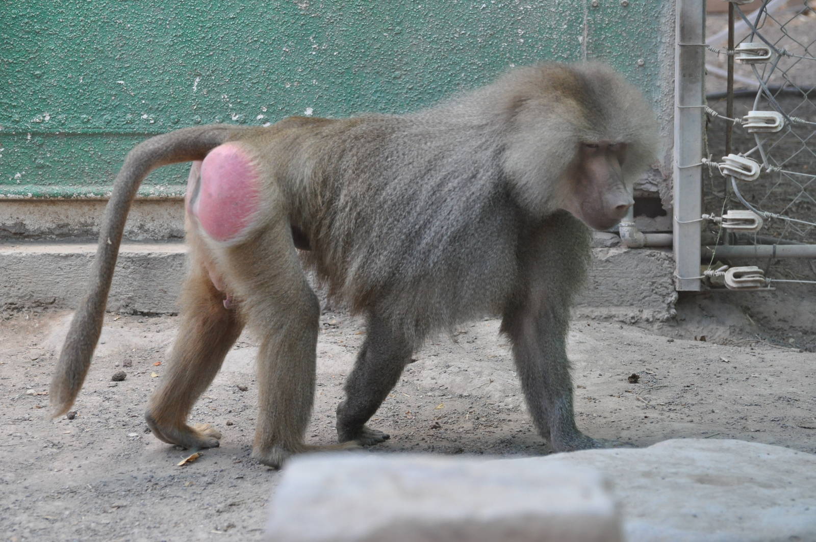 Hamadryas baboon/ Papio hamadryas