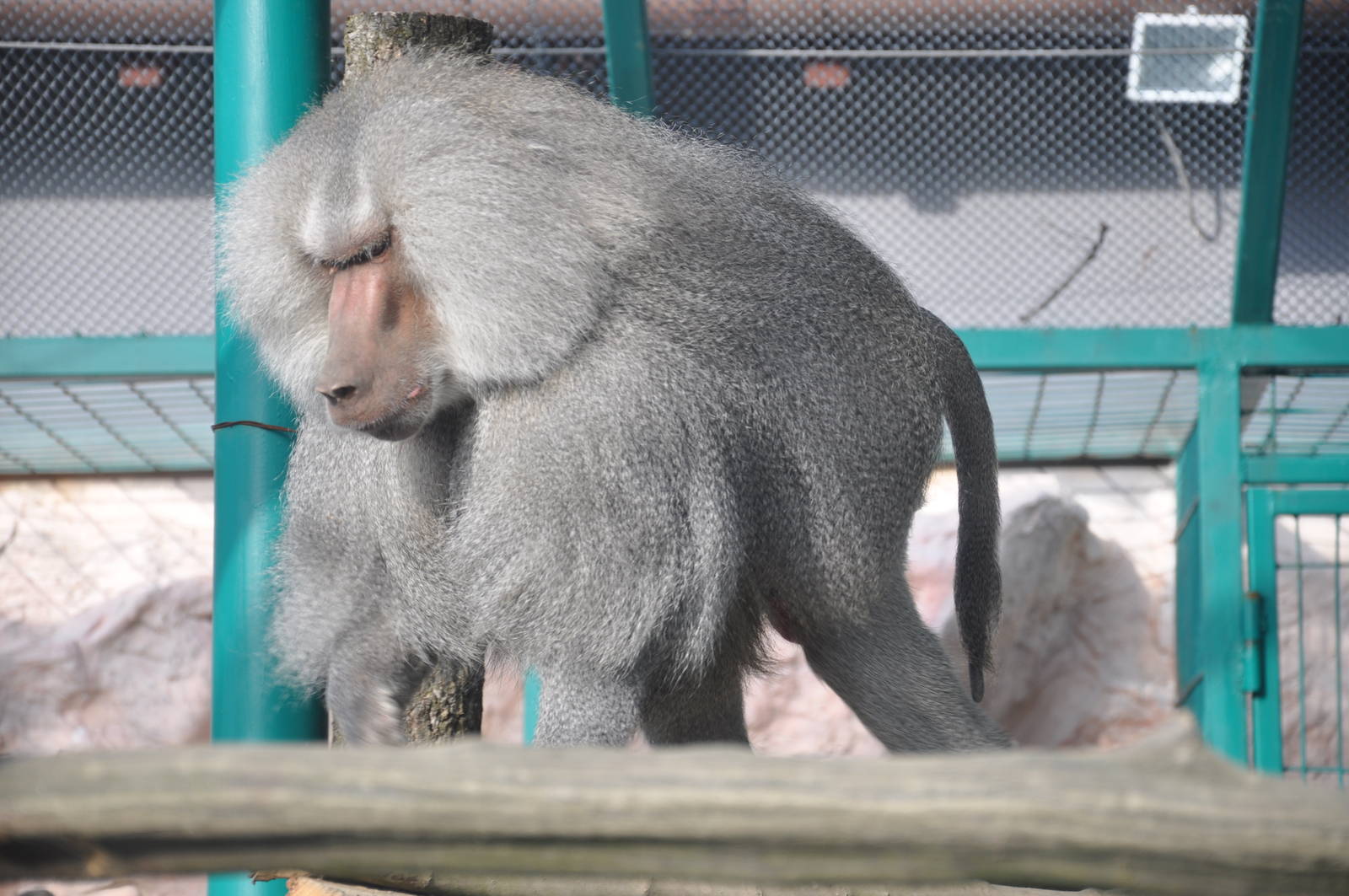 Hamadryas baboon/ Papio hamadryas