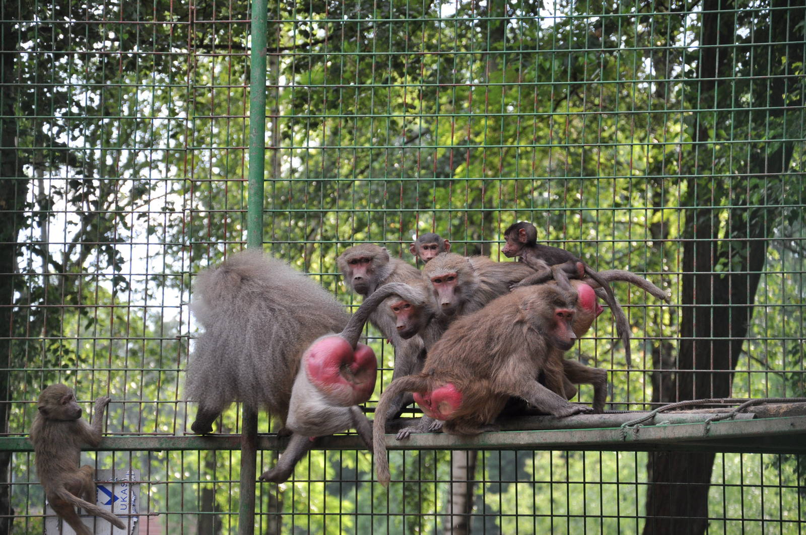 Hamadryas baboon/ Papio hamadryas