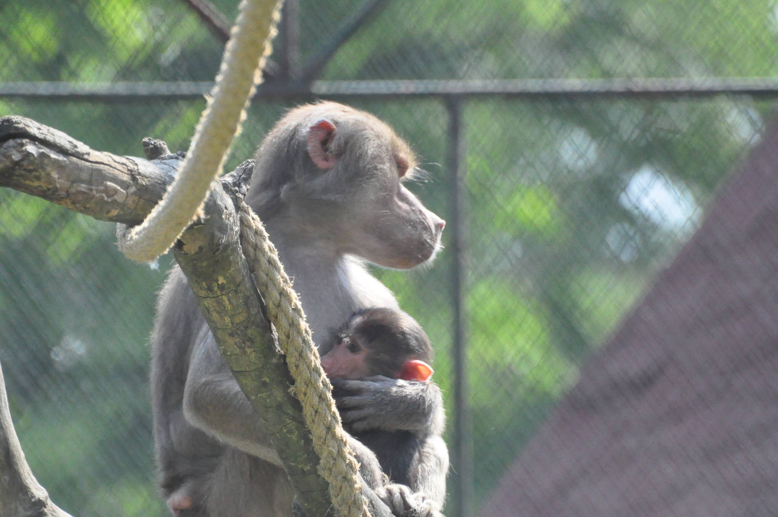 Hamadryas baboon/ Papio hamadryas