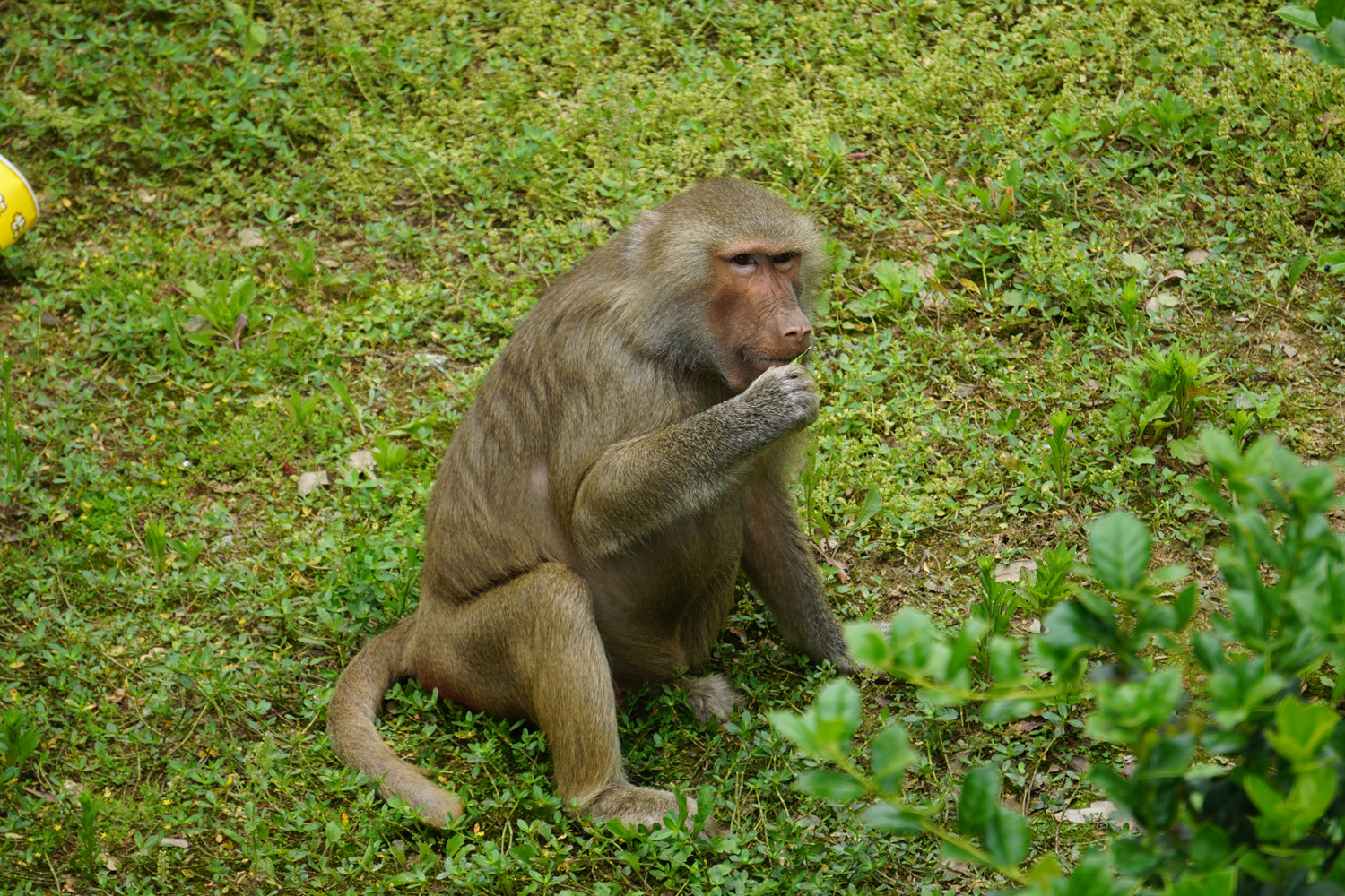 Hamadryas baboon (Papio hamadryas)