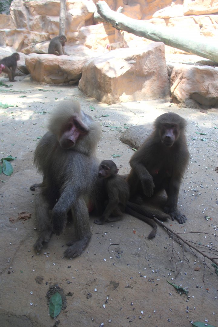 hamadryas baboon (Papio hamadryas)