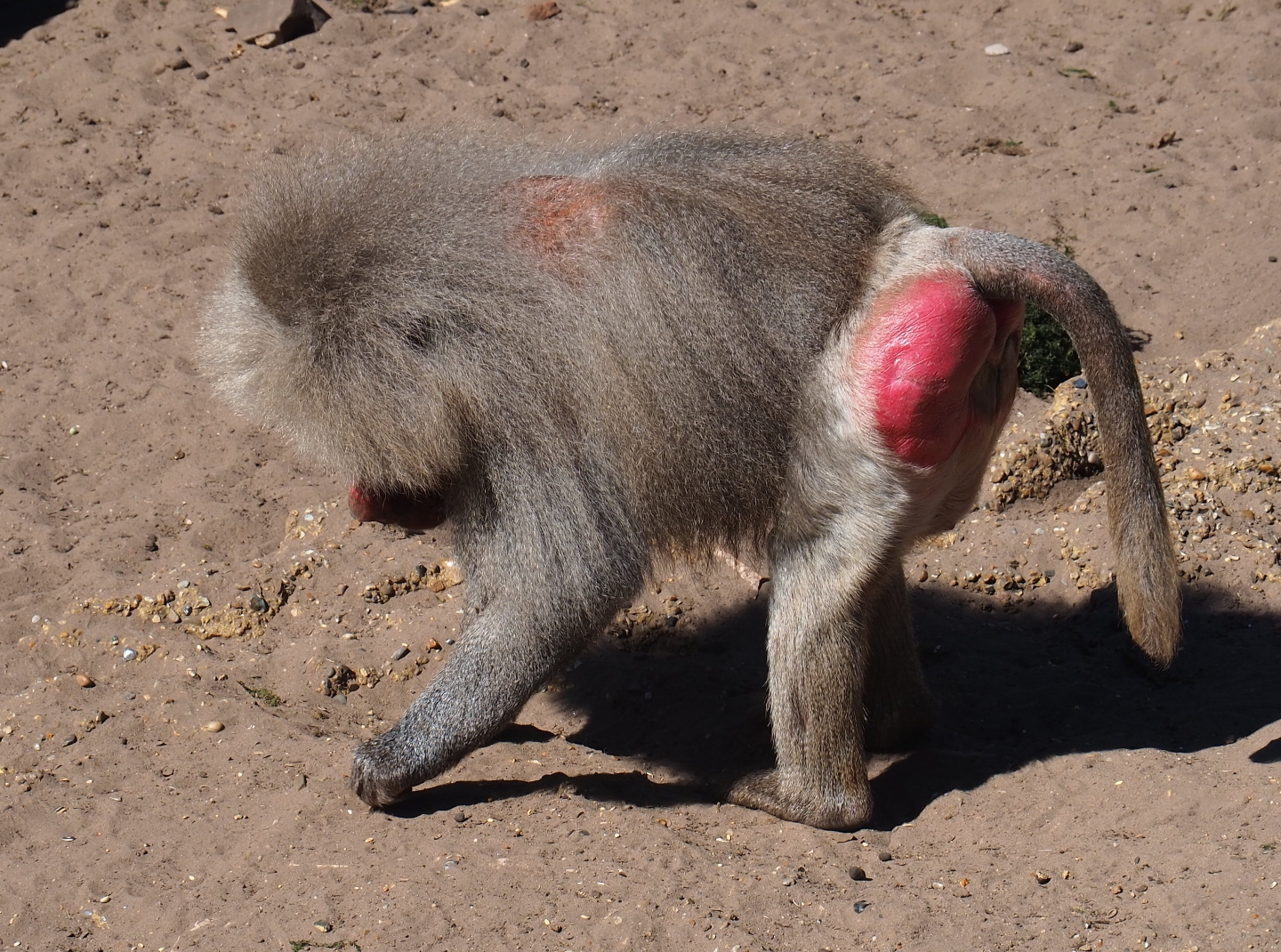 Hamadryas baboon (Papio hamadryas)