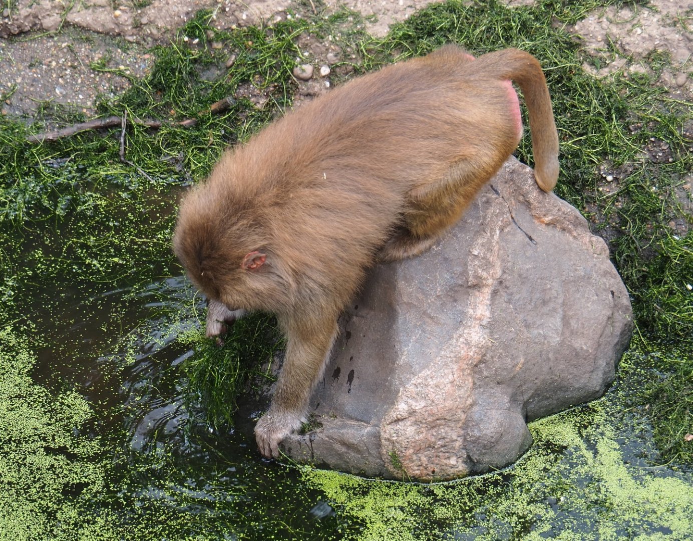 Hamadryas baboon (Papio hamadryas)
