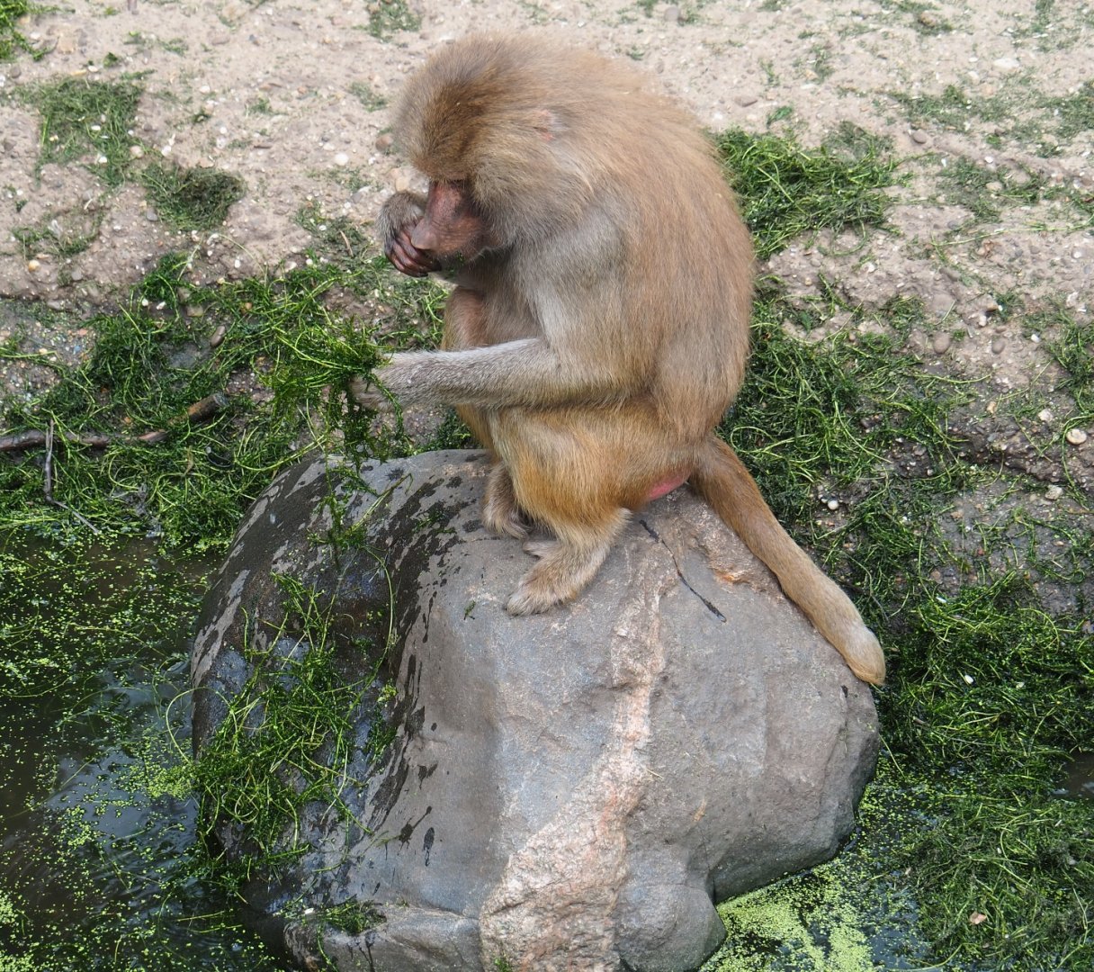 Hamadryas baboon (Papio hamadryas)