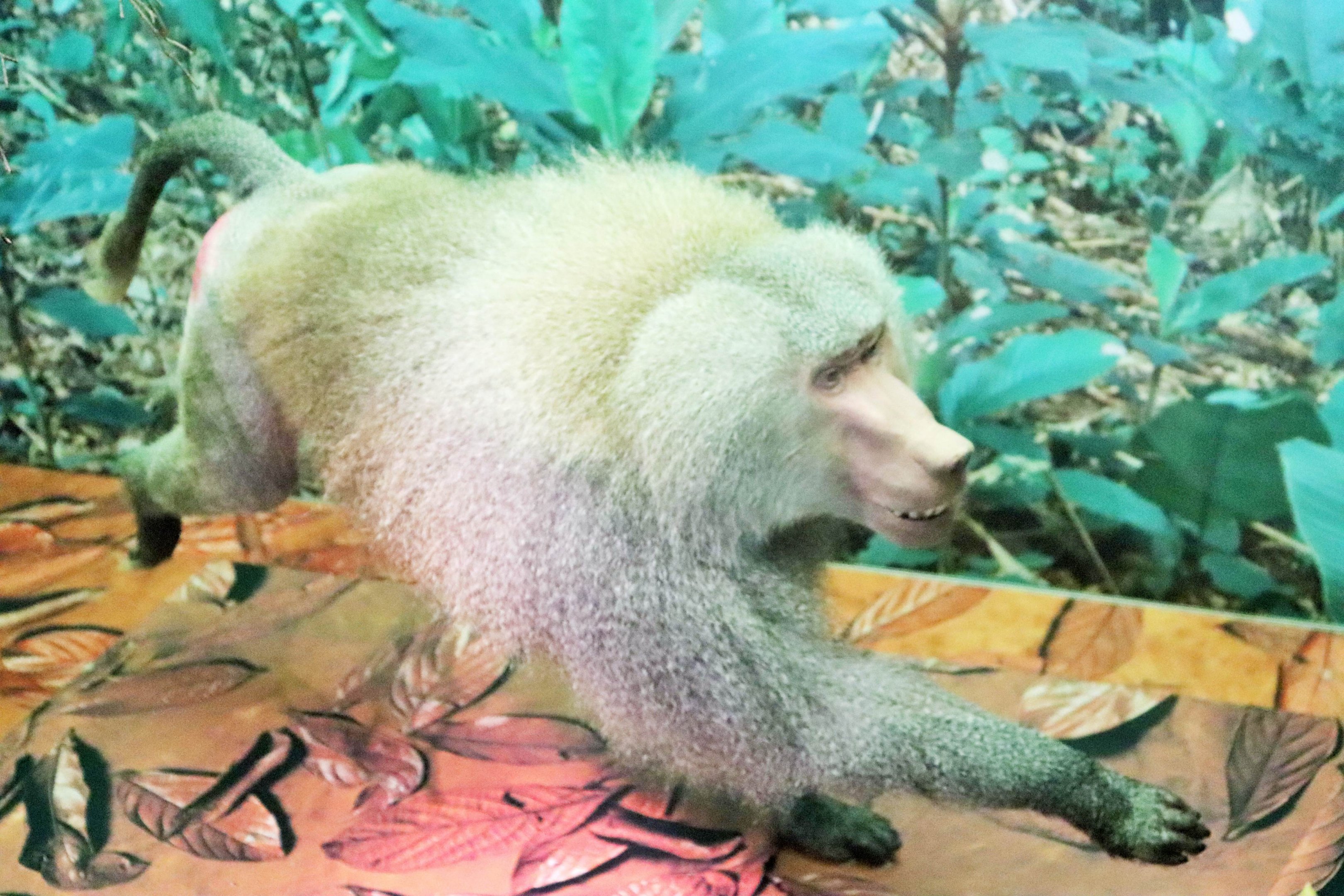 Hamadryas Baboon (Papio hamadryas)