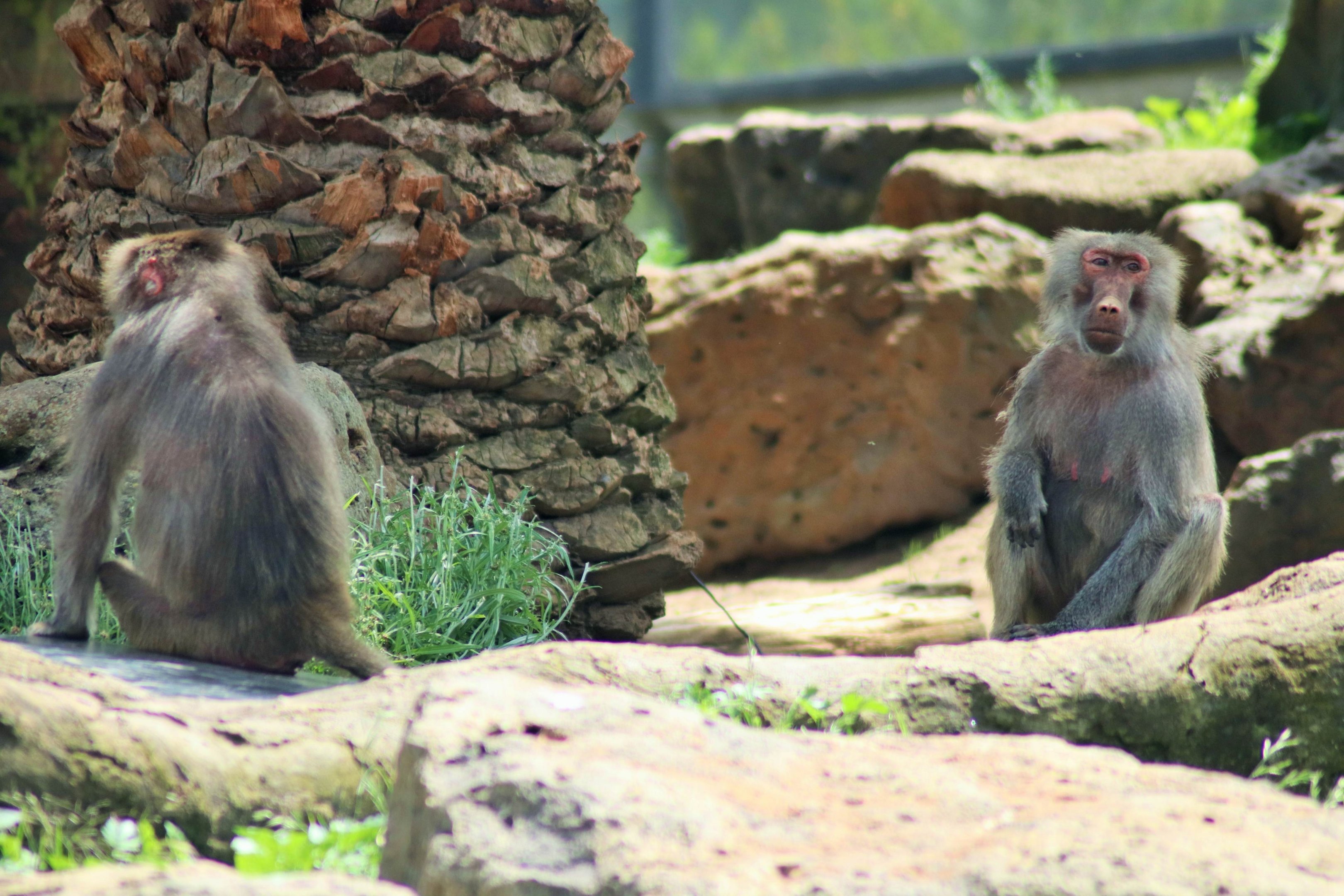 Hamadryas Baboon (Papio hamadryas)