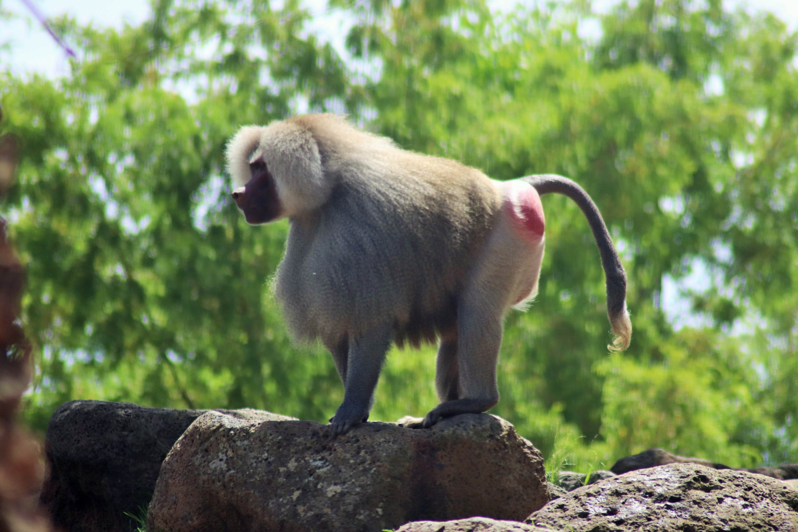 Hamadryas Baboon (Papio hamadryas)