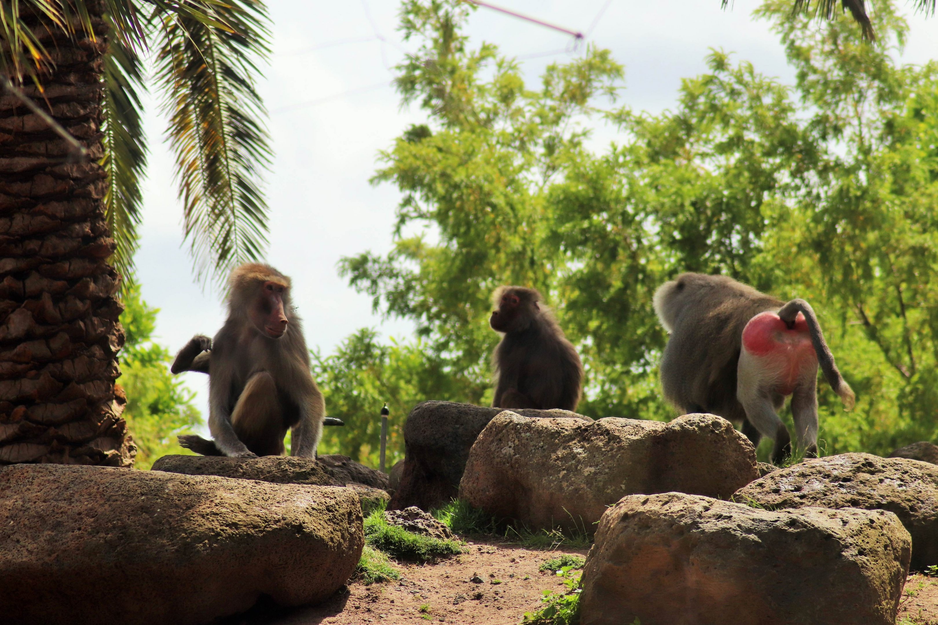 Hamadryas Baboon (Papio hamadryas)