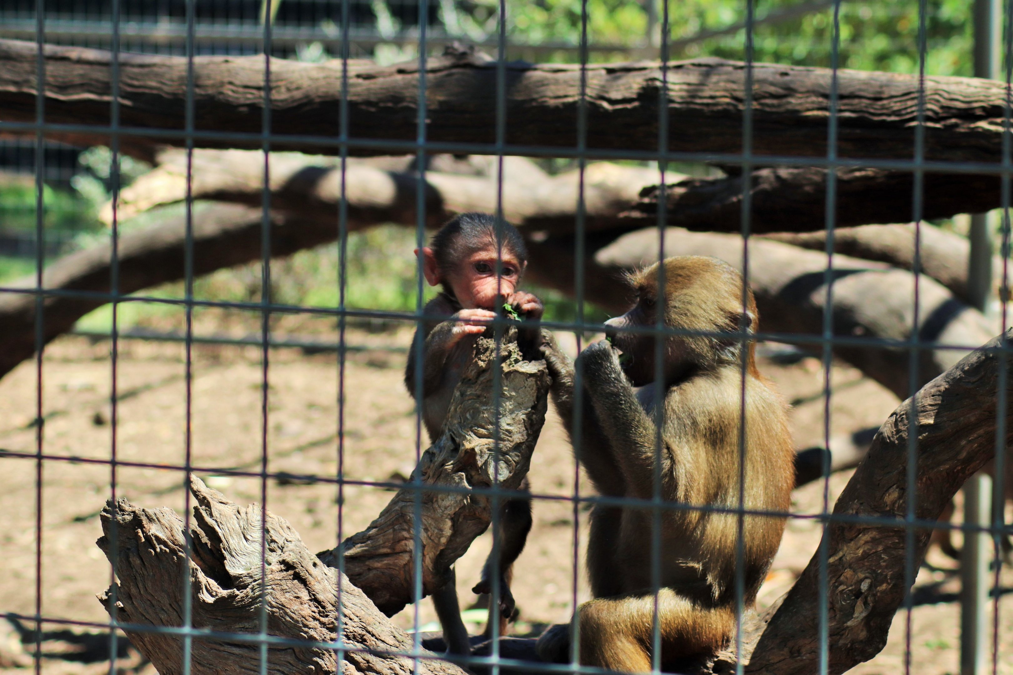 Hamadryas Baboon (Papio hamadryas)