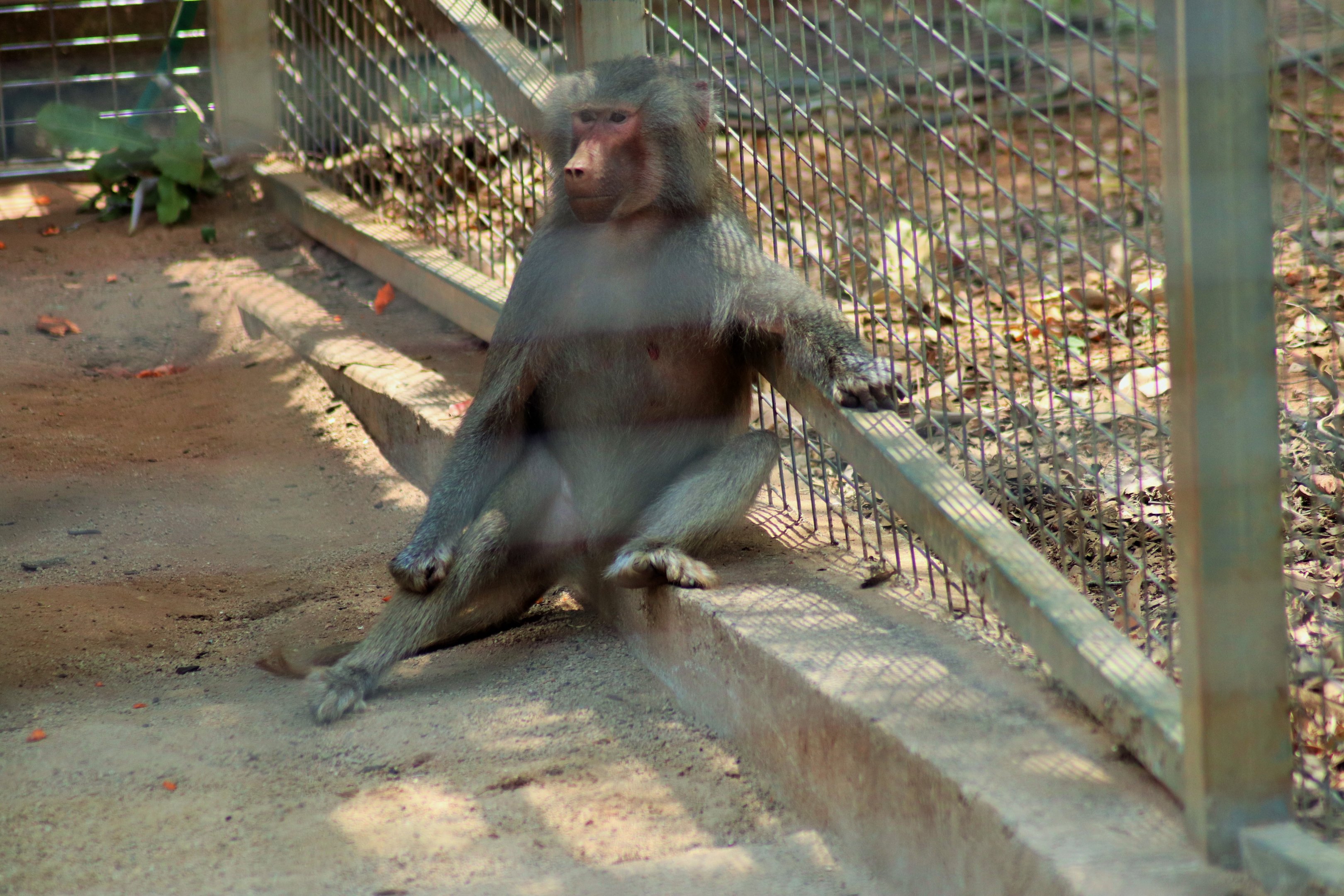 Hamadryas Baboon (Papio hamadryas)