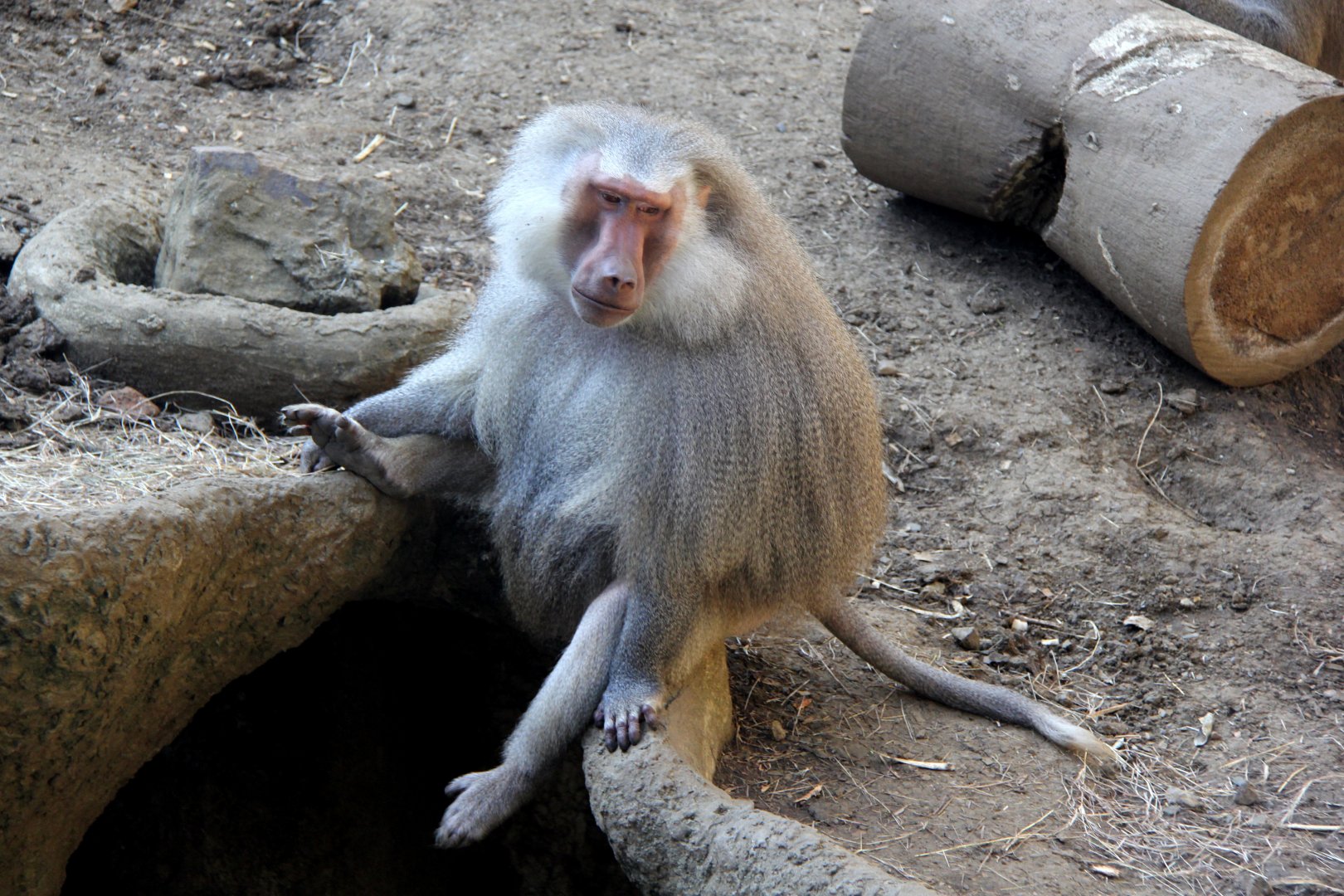 hamadryas baboon (Papio hamadryas)