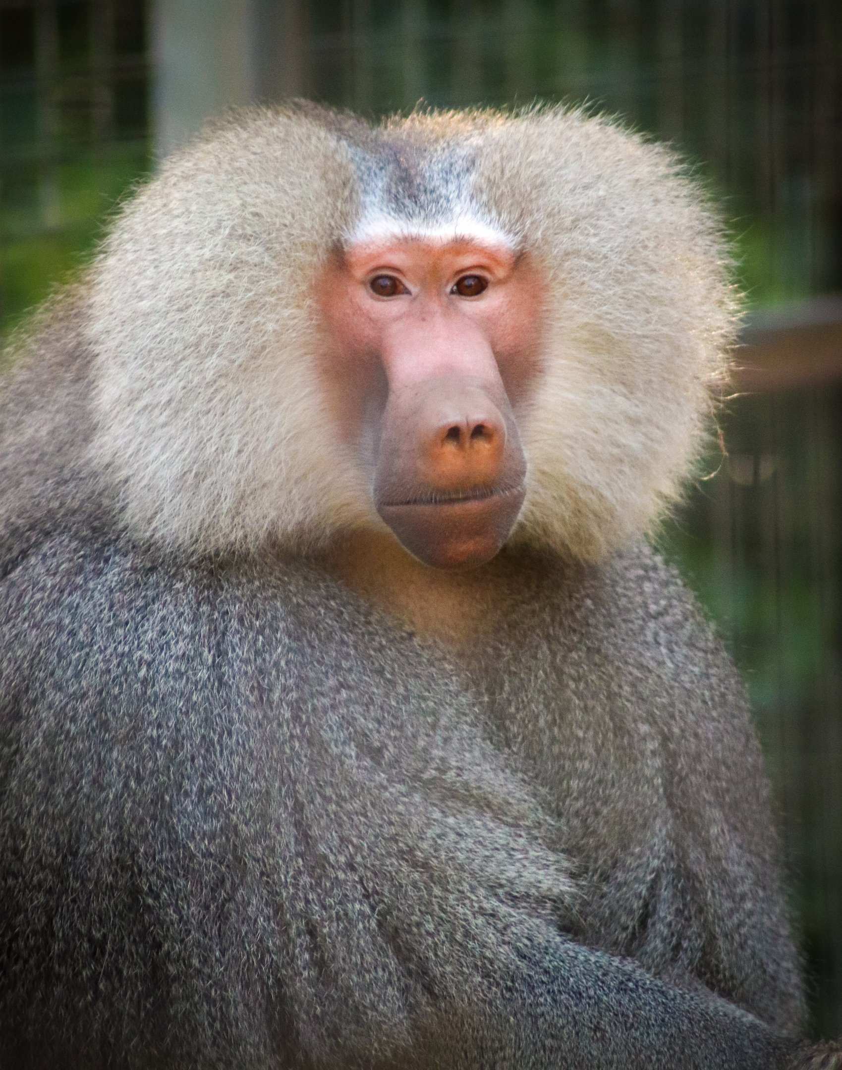 Hamadryas Baboon (Papio hamadryas)