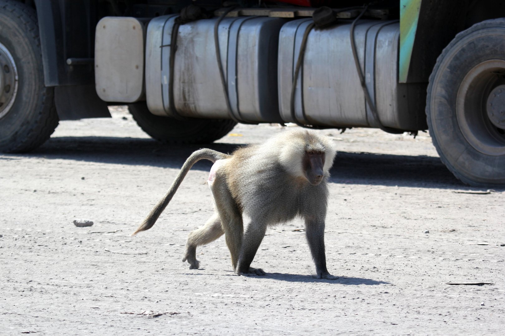 hamadryas baboon (Papio hamadryas)