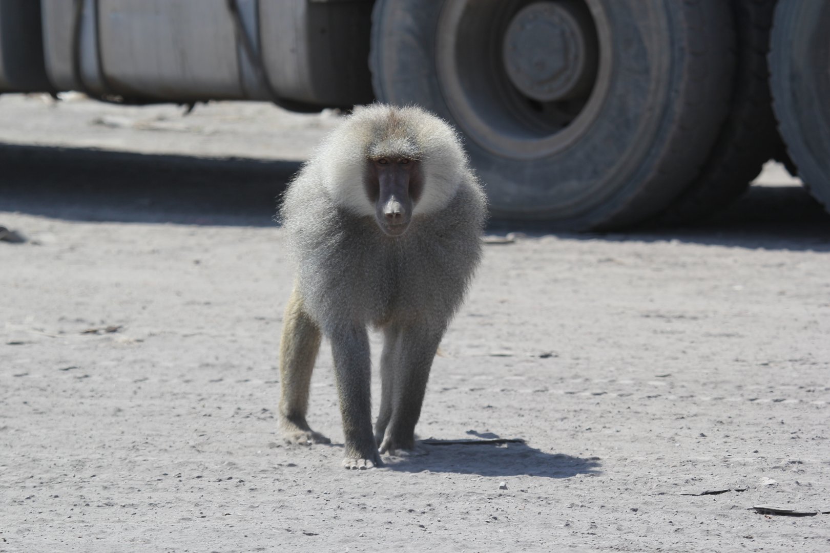 hamadryas baboon (Papio hamadryas)