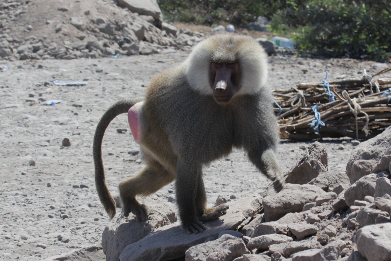 hamadryas baboon (Papio hamadryas)