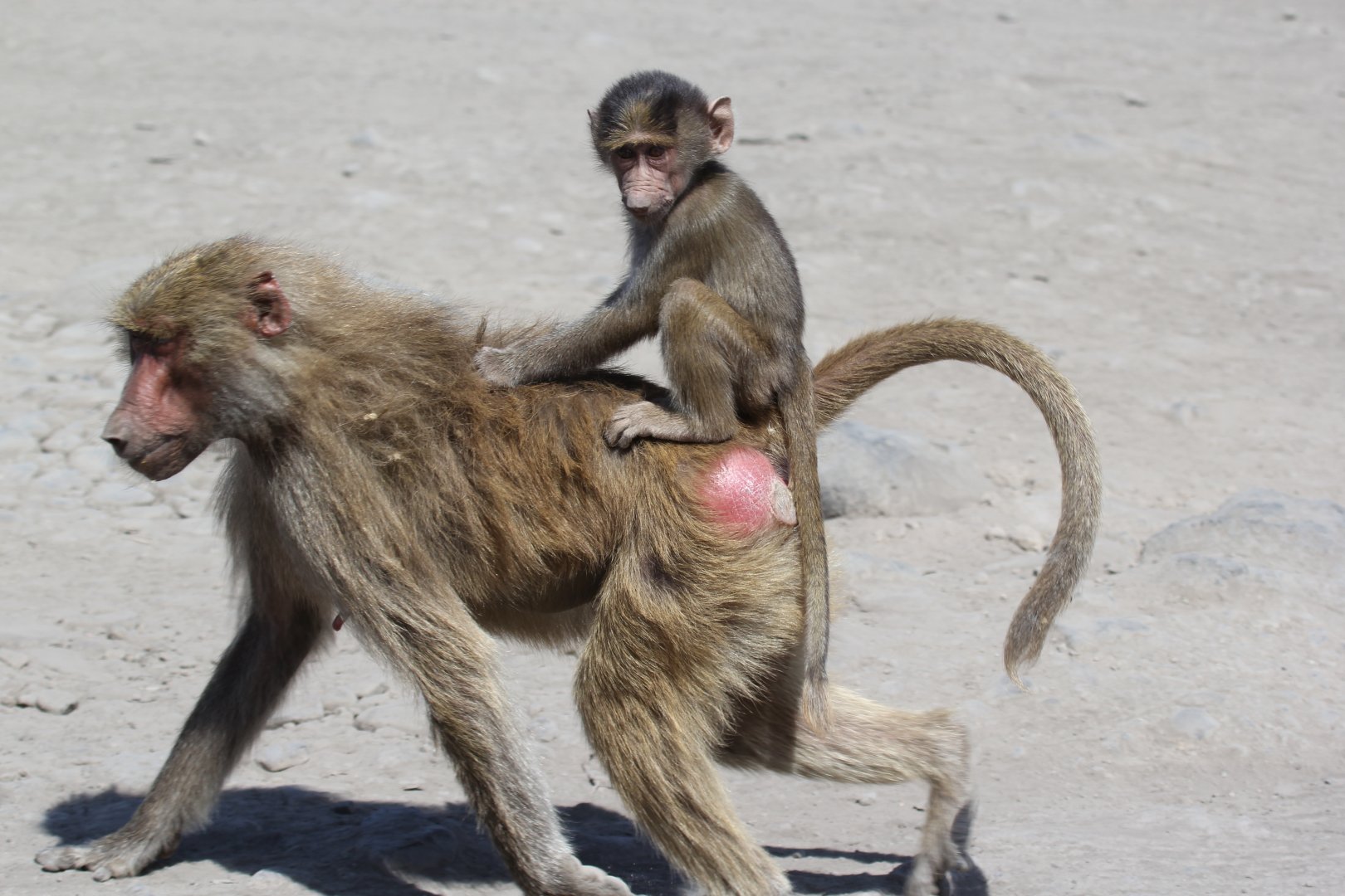 hamadryas baboon (Papio hamadryas)