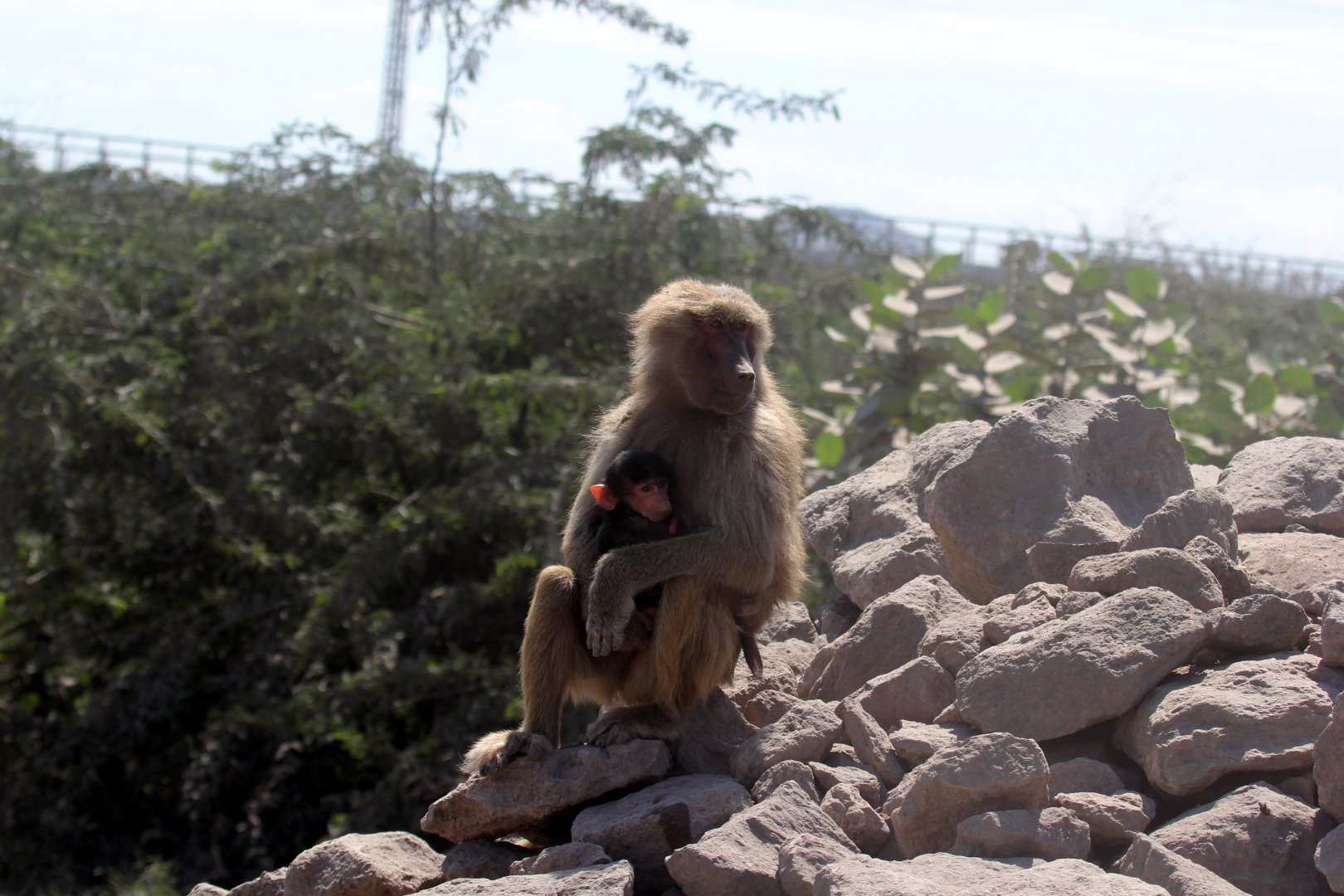 hamadryas baboon (Papio hamadryas)