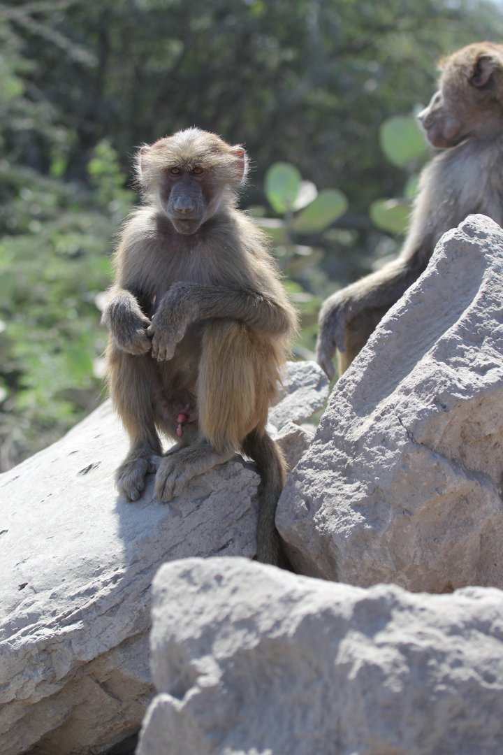 hamadryas baboon (Papio hamadryas)