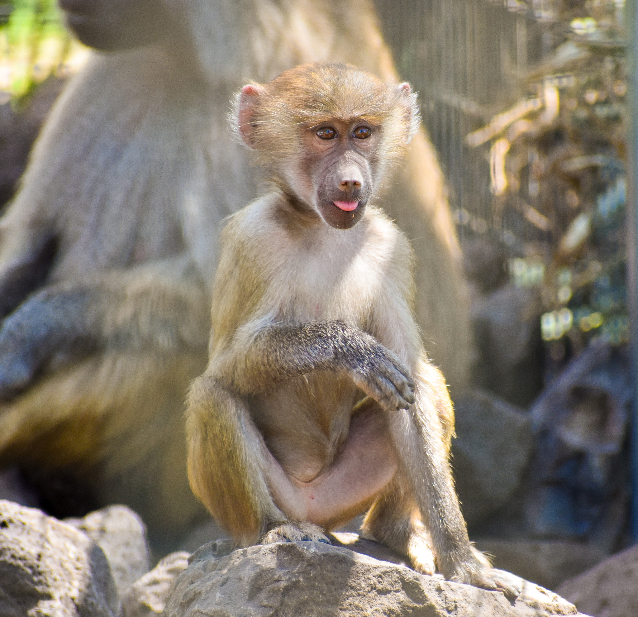 Hamadryas Baboon (Papio hamadryas)
