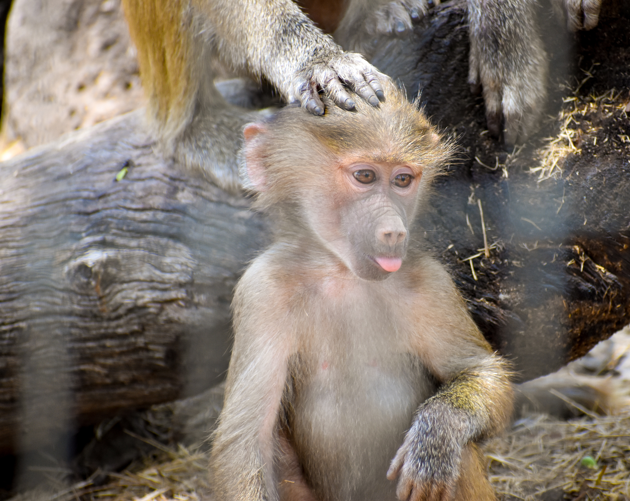 Hamadryas Baboon (Papio hamadryas)
