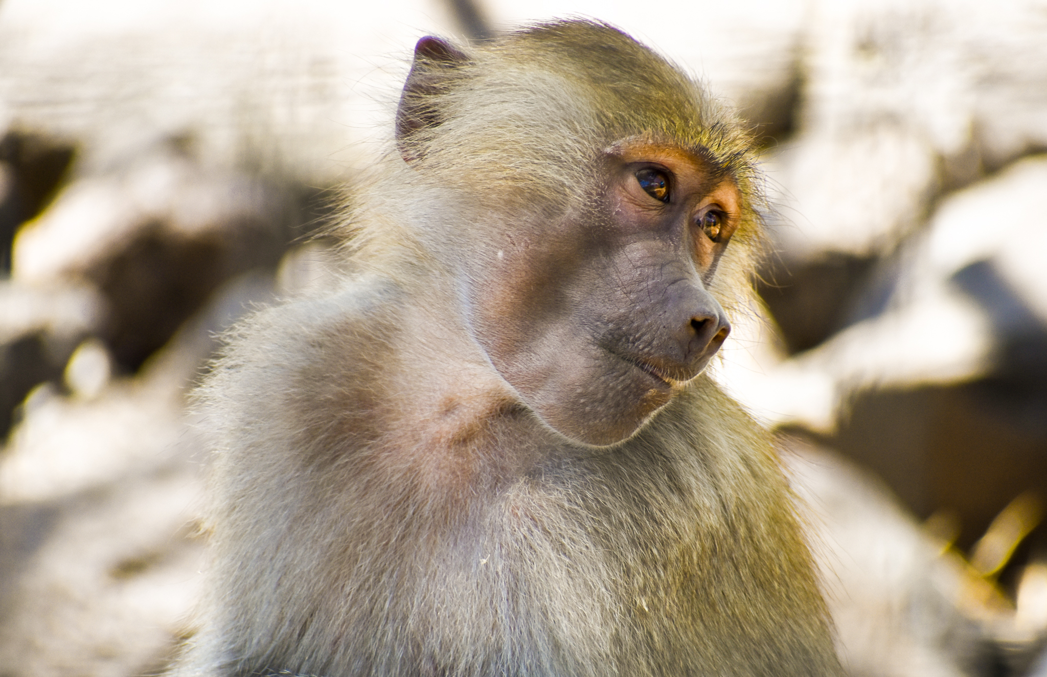 Hamadryas Baboon (Papio hamadryas)