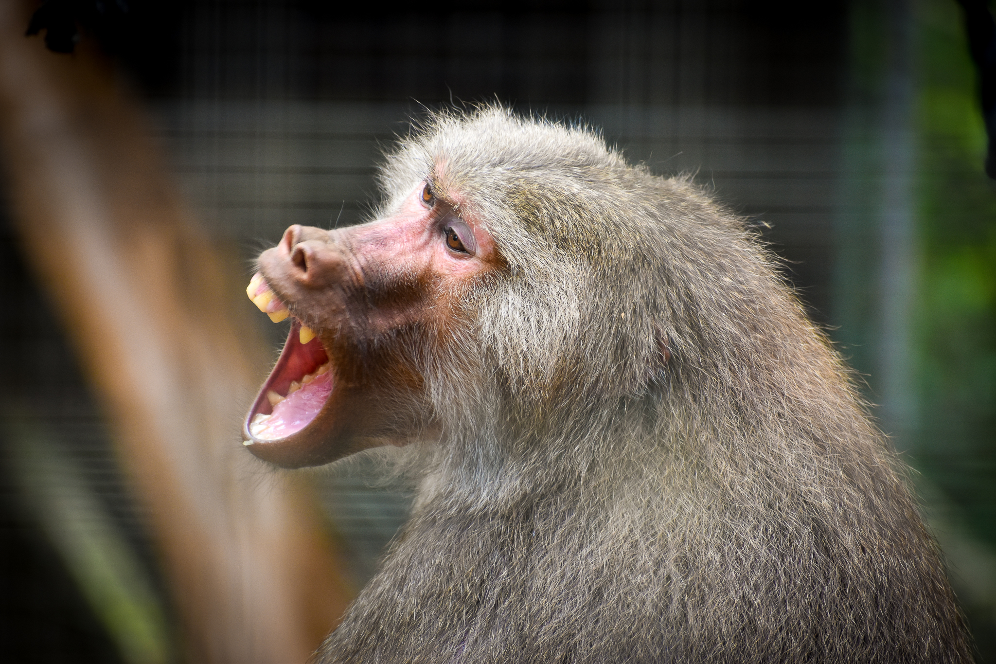 Hamadryas Baboon (Papio hamadryas)
