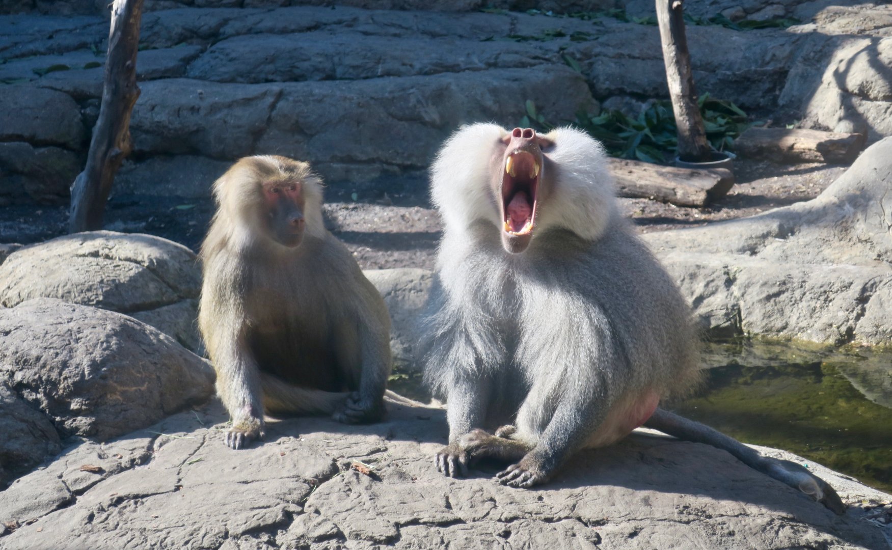 Hamadryas Baboon (Papio hamadryas)